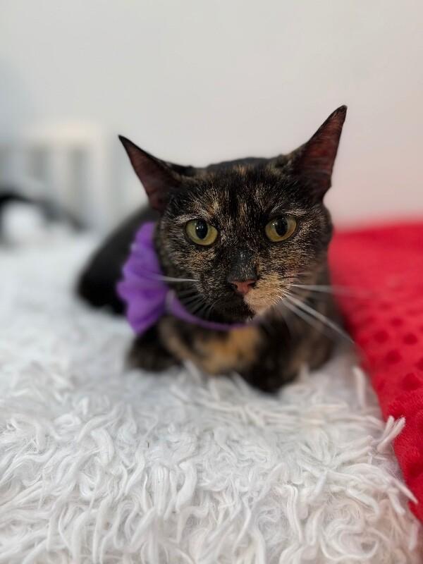 Ella Meowling — thumbnail 3