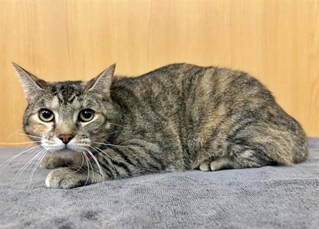 SELENE, Adoptable, Young Female Domestic Medium Hair.