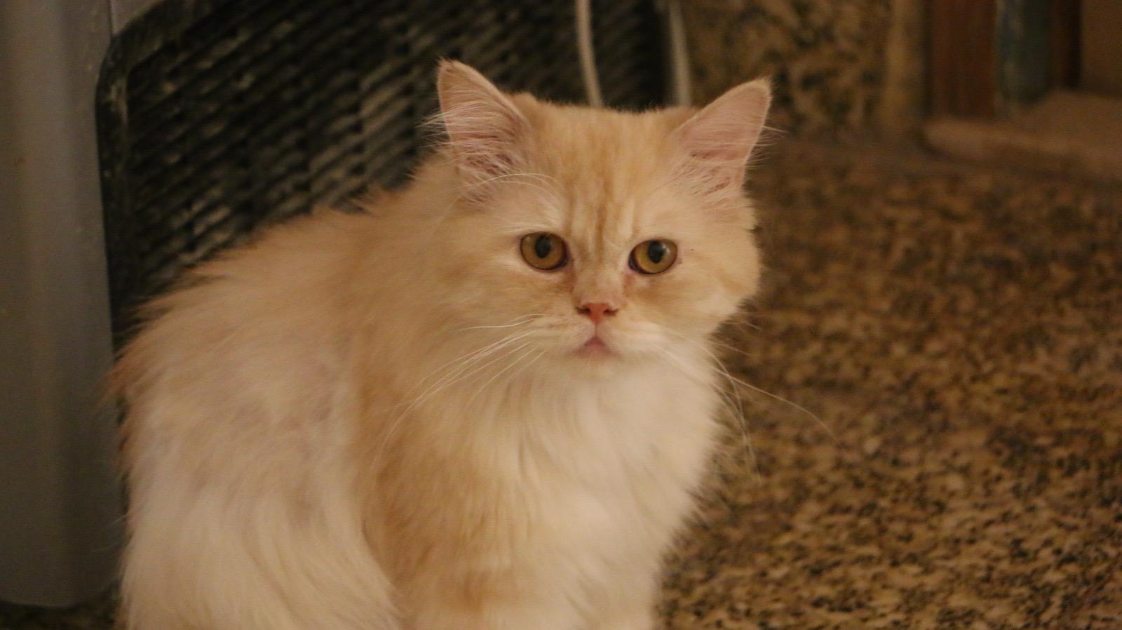 Penelope, an adoptable Himalayan, Persian in Brampton, ON, L6P 2E9 | Photo Image 1