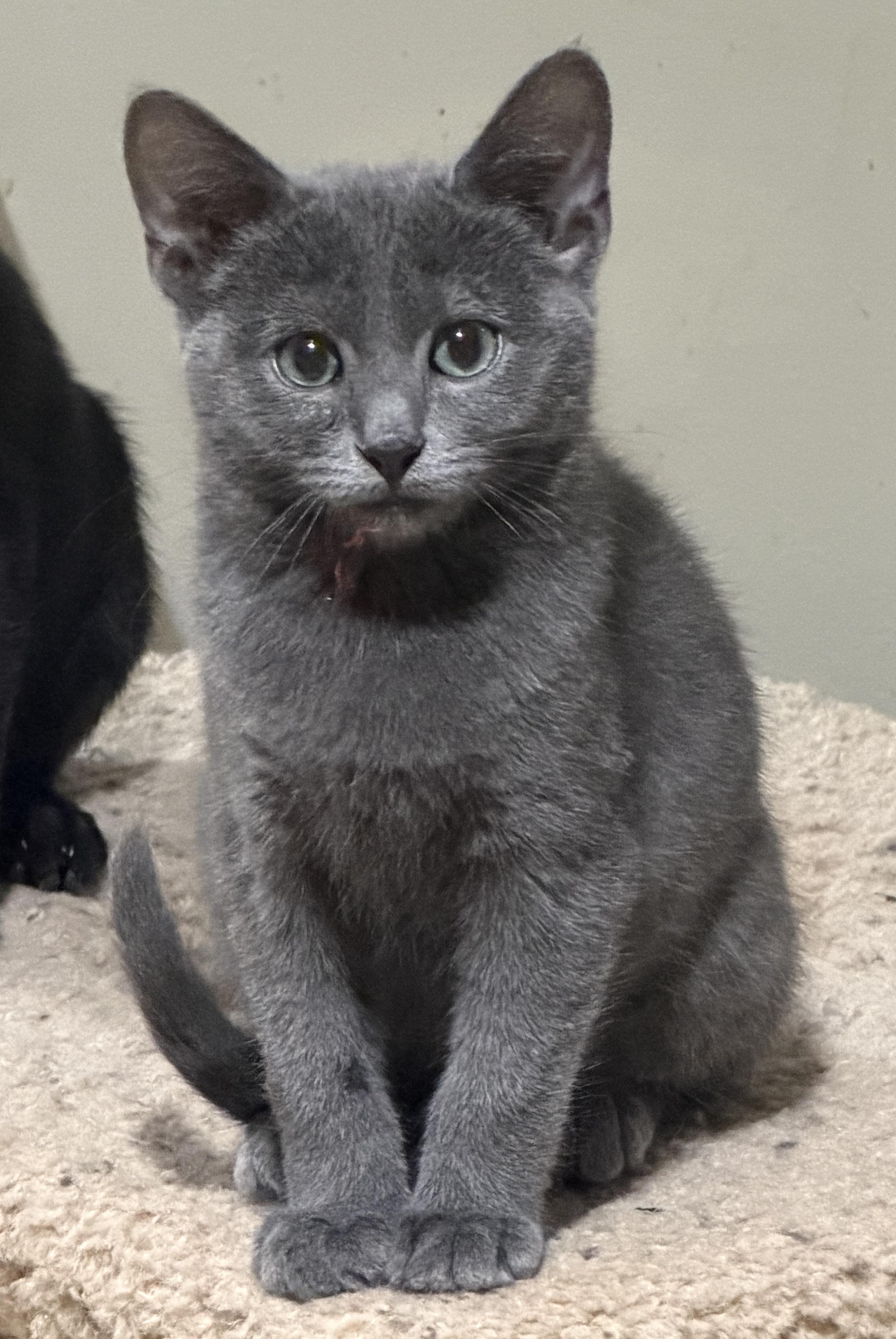 Slate, ADOPTABLE, Kitten Male Domestic Short Hair.