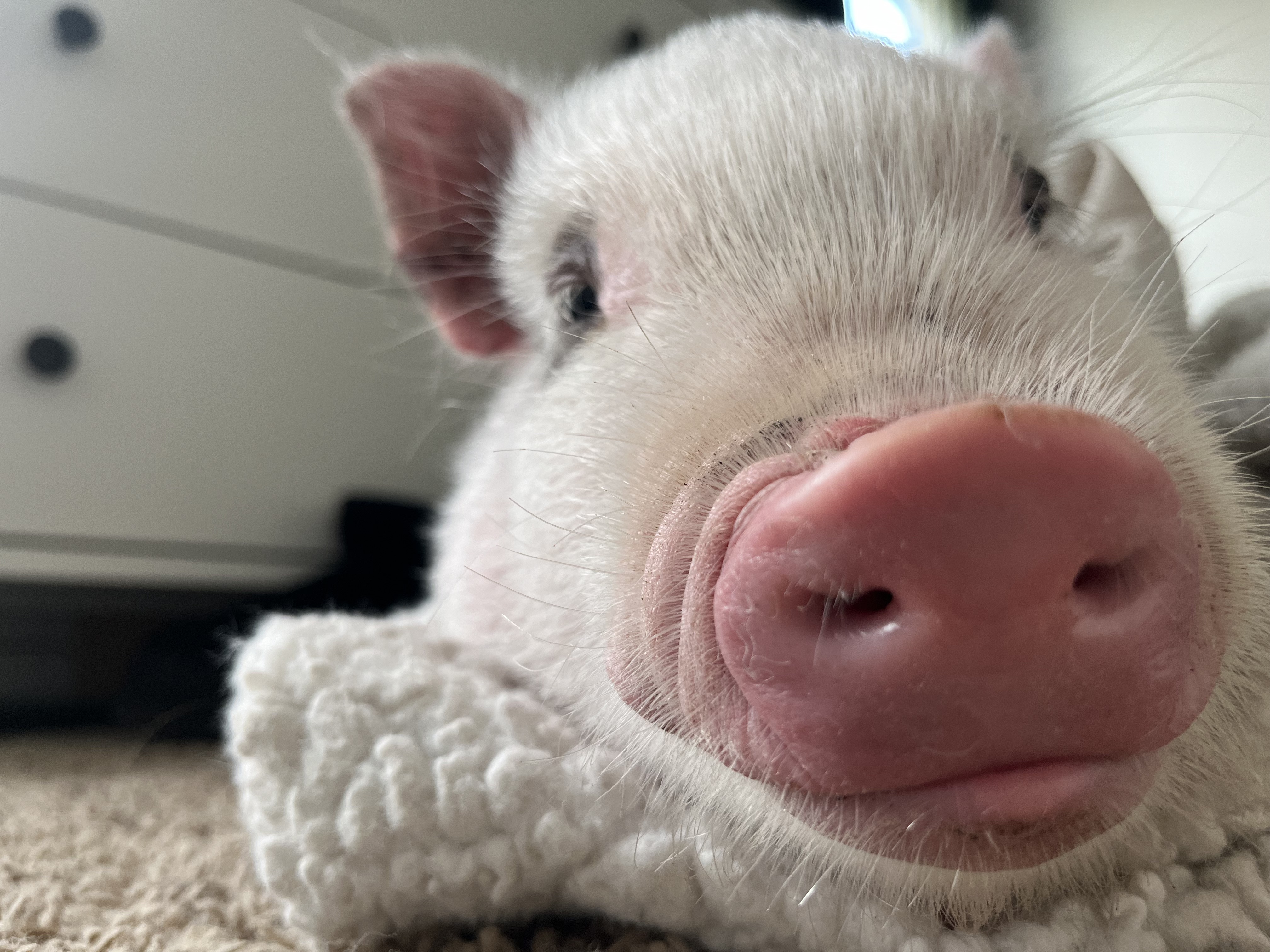 Enlarge Beans, a Adoptable Pot Bellied in Fort Worth, TX image 2/6