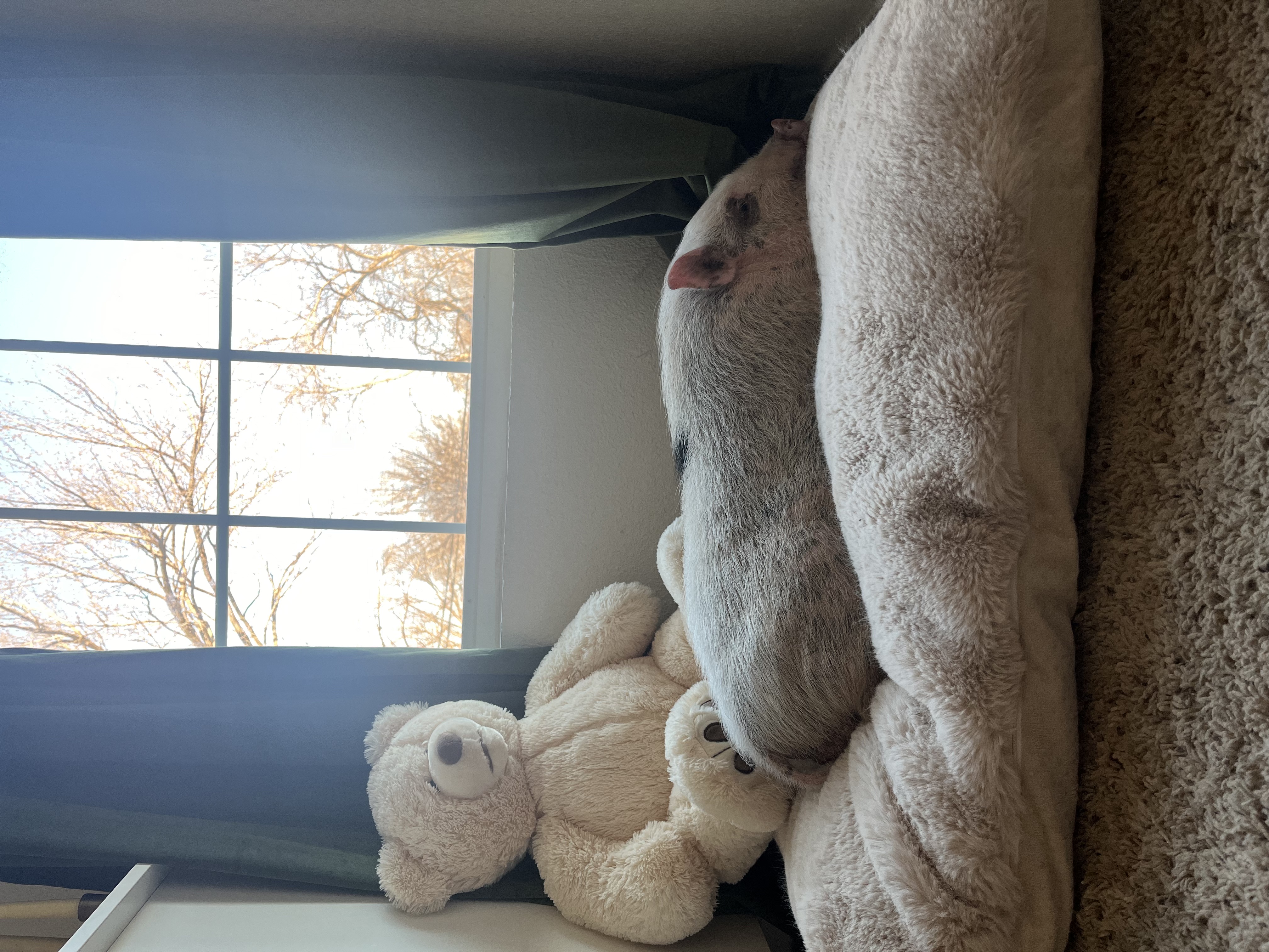 Enlarge Beans, a Adoptable Pot Bellied in Fort Worth, TX image 4/6