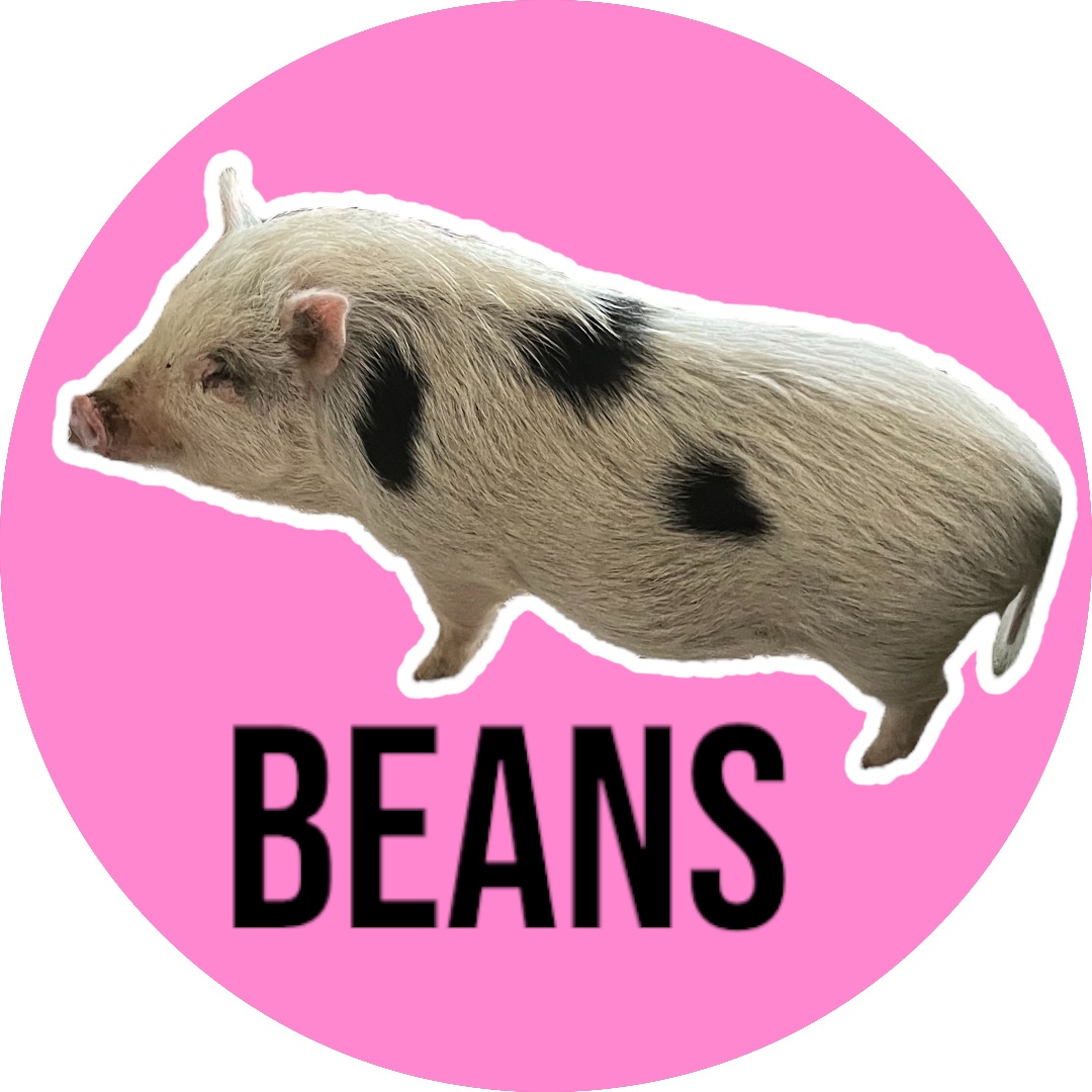 Beans, Adoptable, Young Male Pot Bellied.