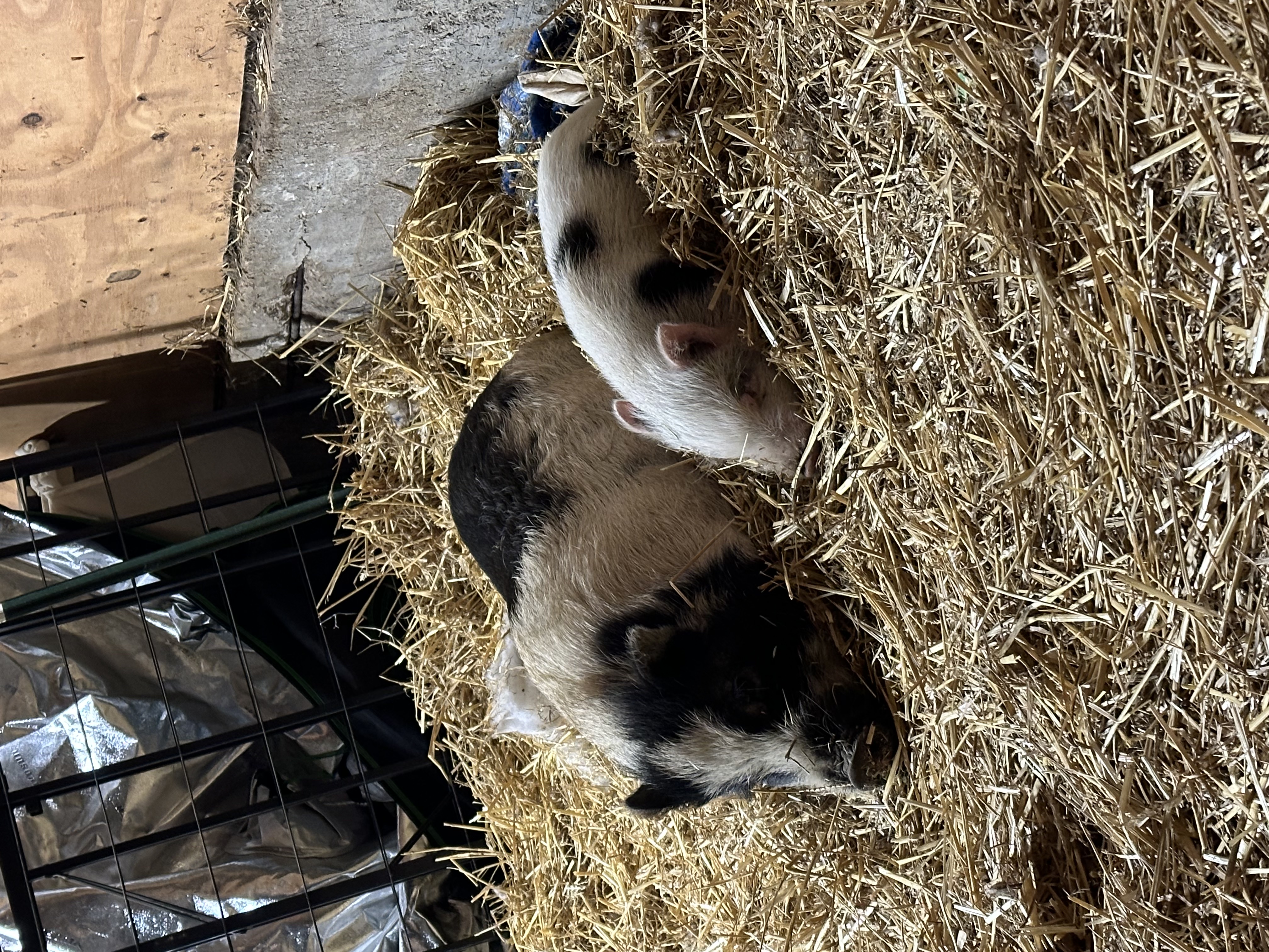 Enlarge Beans, a Adoptable Pot Bellied in Fort Worth, TX image 6/6