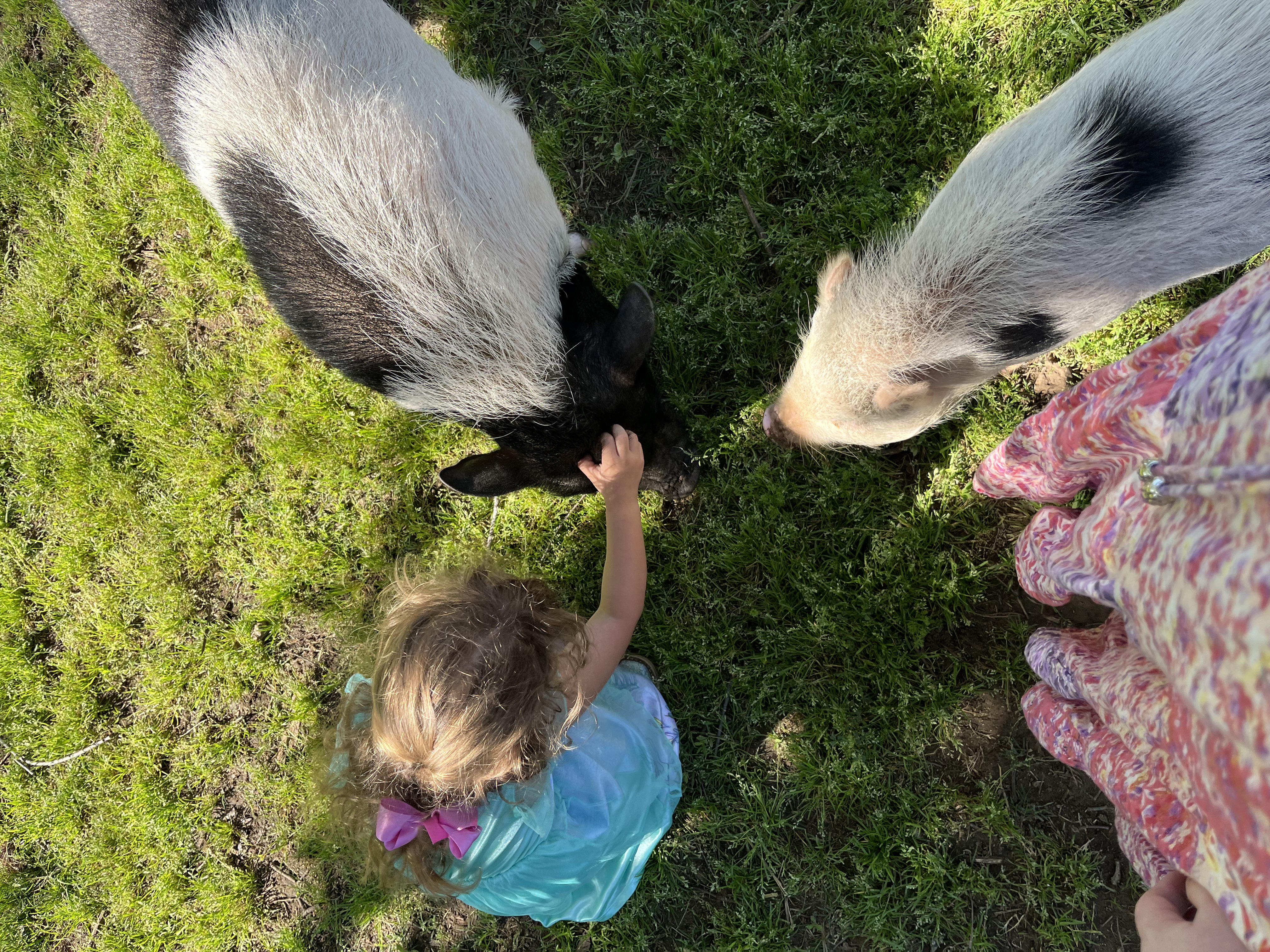 Enlarge Beans, a Adoptable Pot Bellied in Fort Worth, TX image 5/6