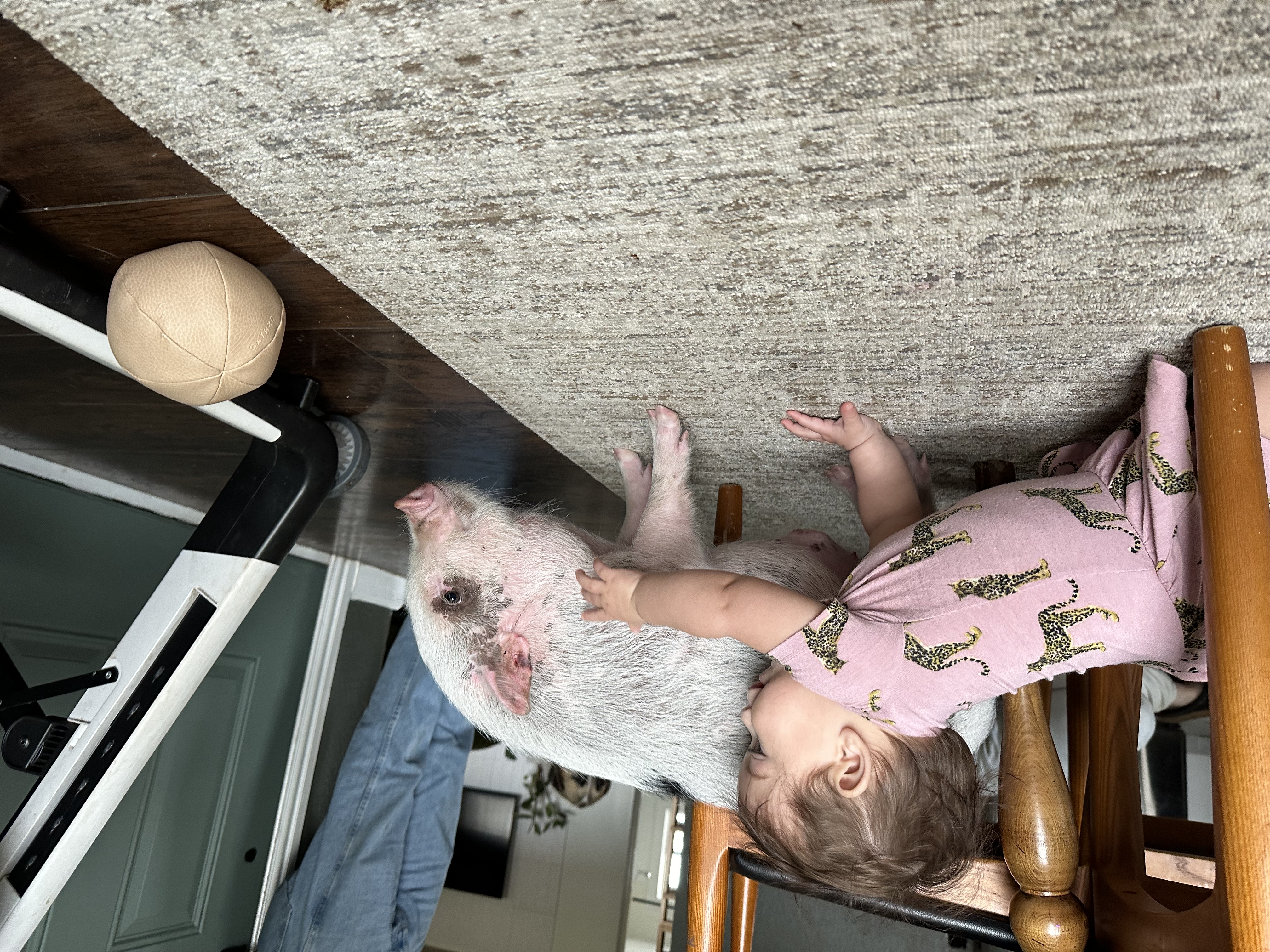 Enlarge Beans, a Adoptable Pot Bellied in Fort Worth, TX image 3/6