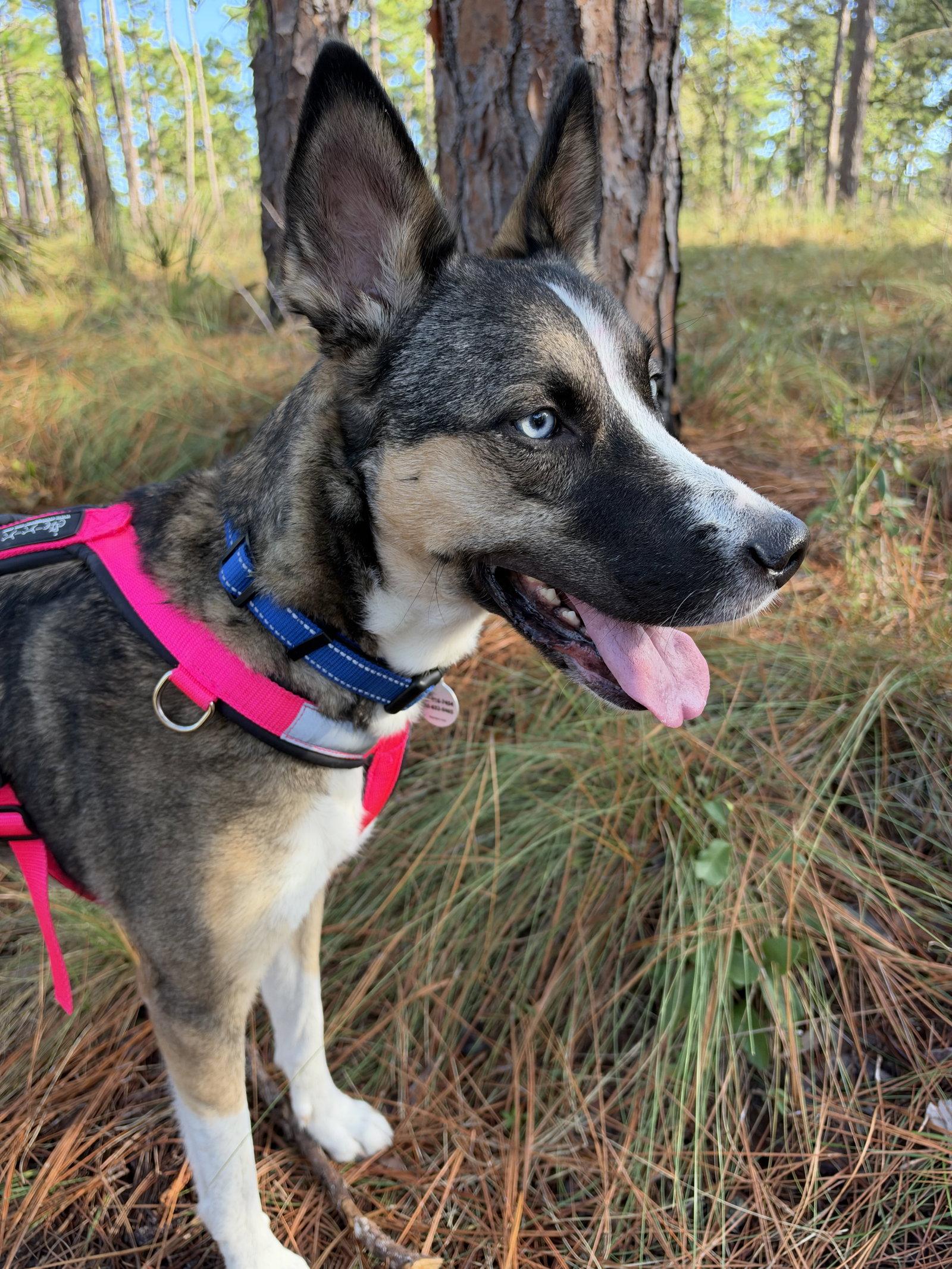 Nova, Adoptable, Adult Female German Shepherd Dog & Husky.
