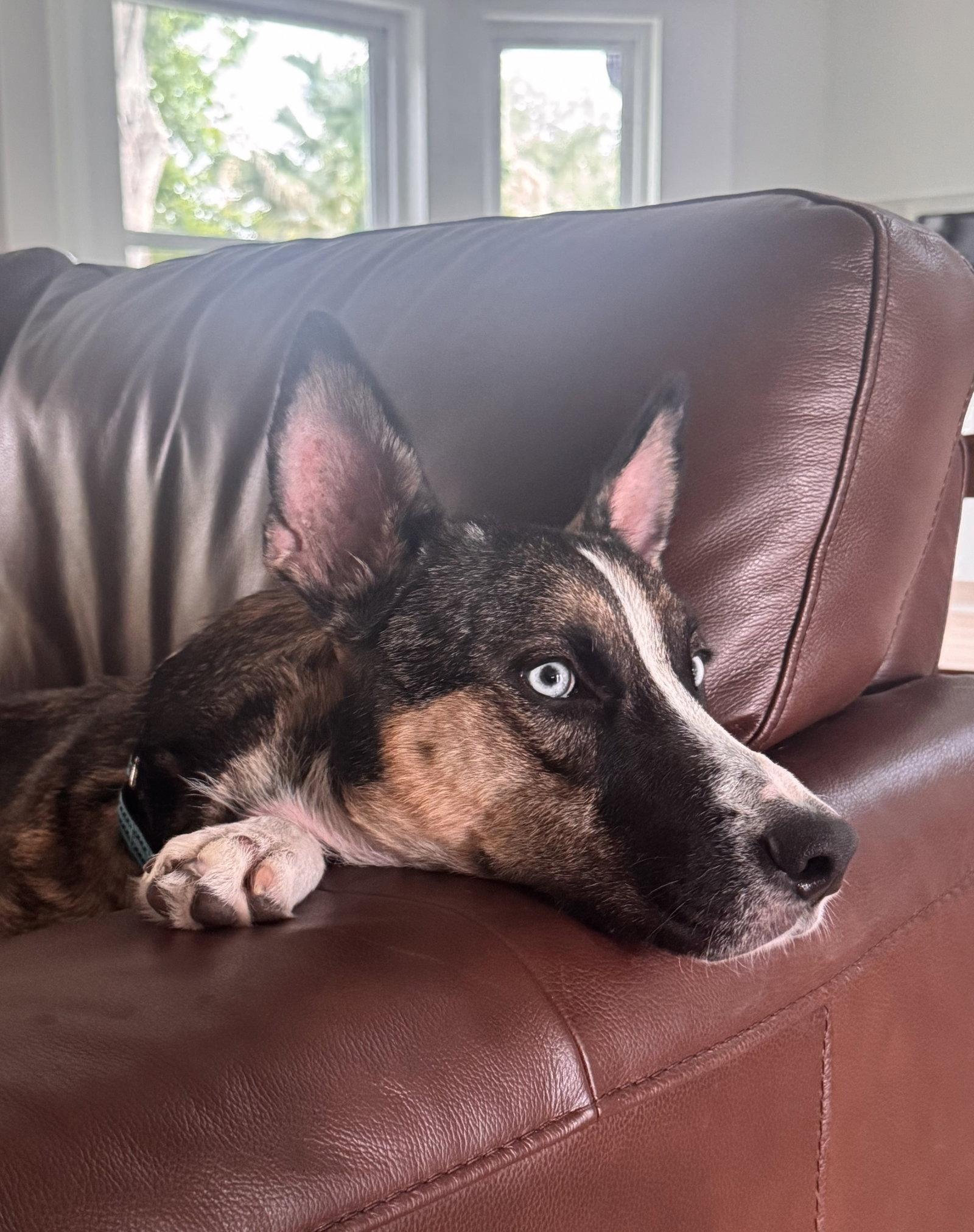 Nova, Adoptable, Adult Female Husky.