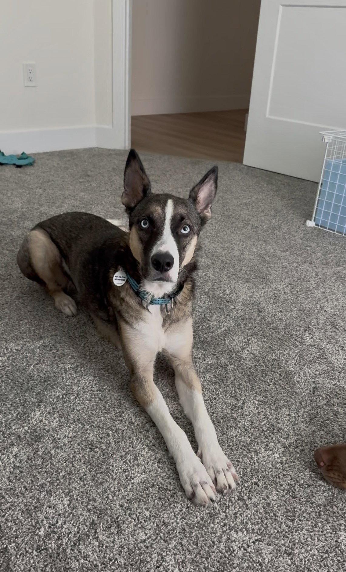 Enlarge Nova, a Adoptable mixed breed in Osteen, FL image 2/3