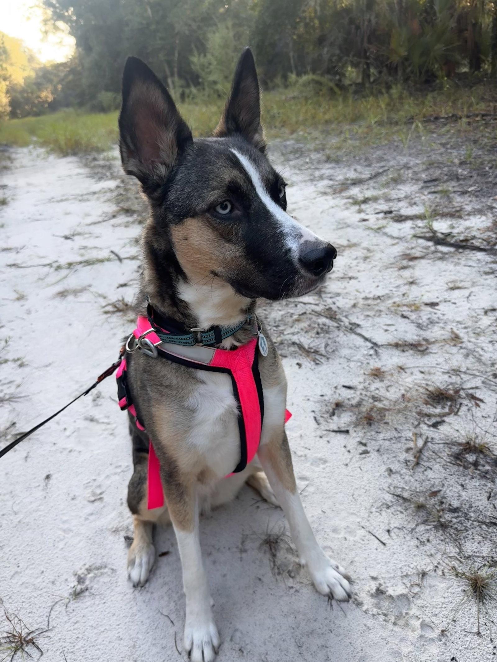 Enlarge Nova, a Adoptable mixed breed in Osteen, FL image 3/3