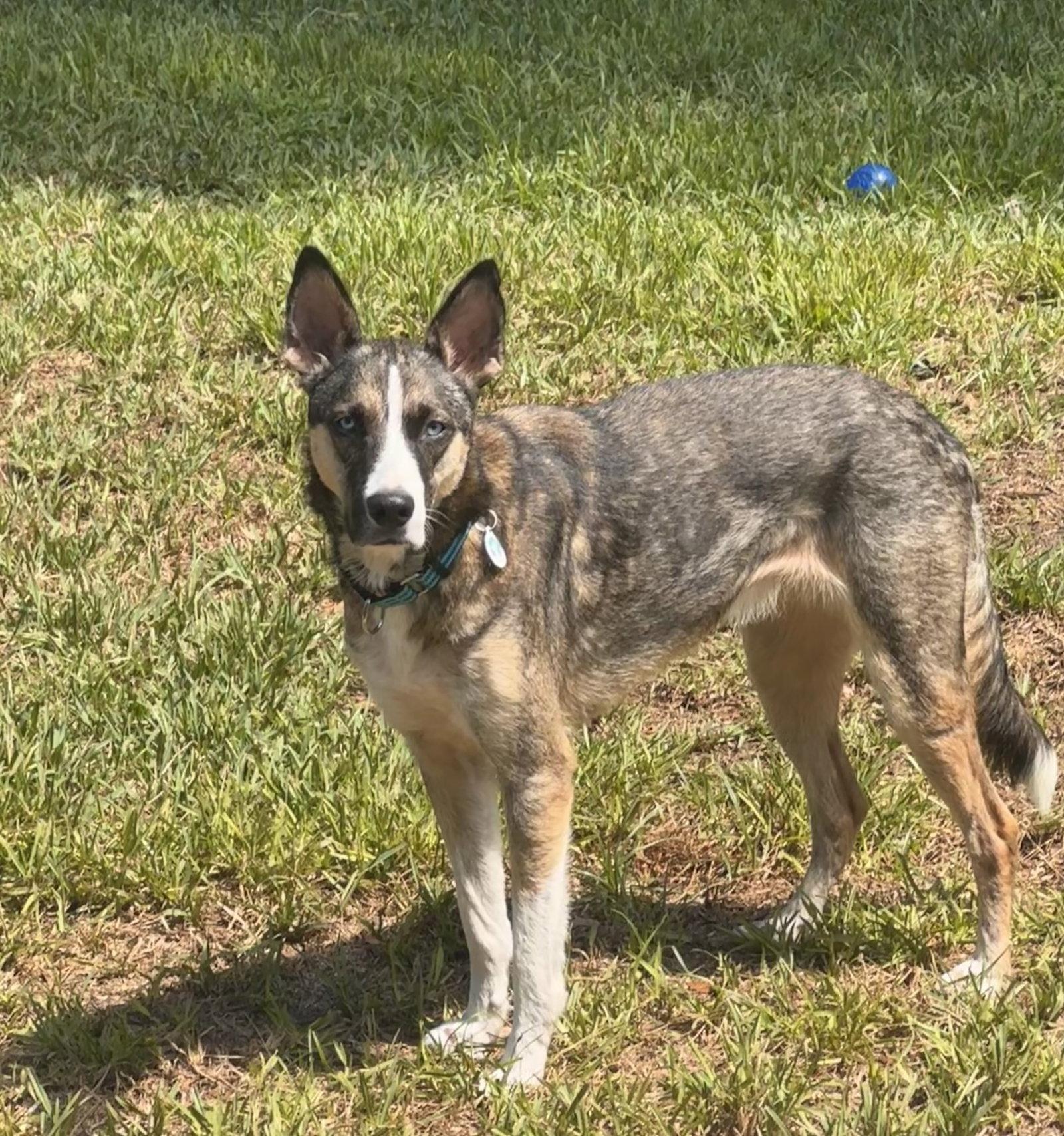 Nova, a Adoptable Husky in Osteen, FL image 2/3