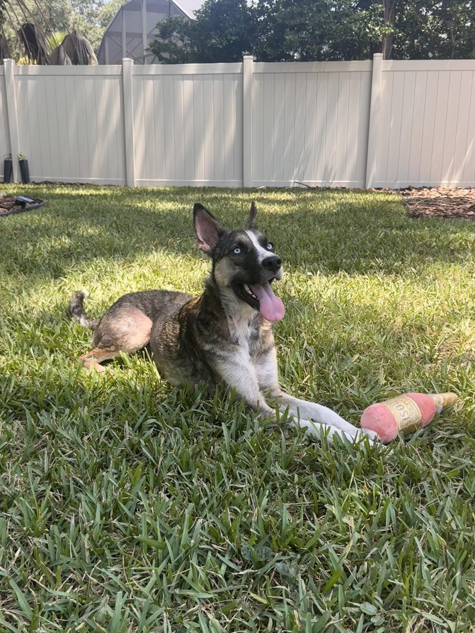 Nova, a Adoptable Husky in Osteen, FL image 3/3