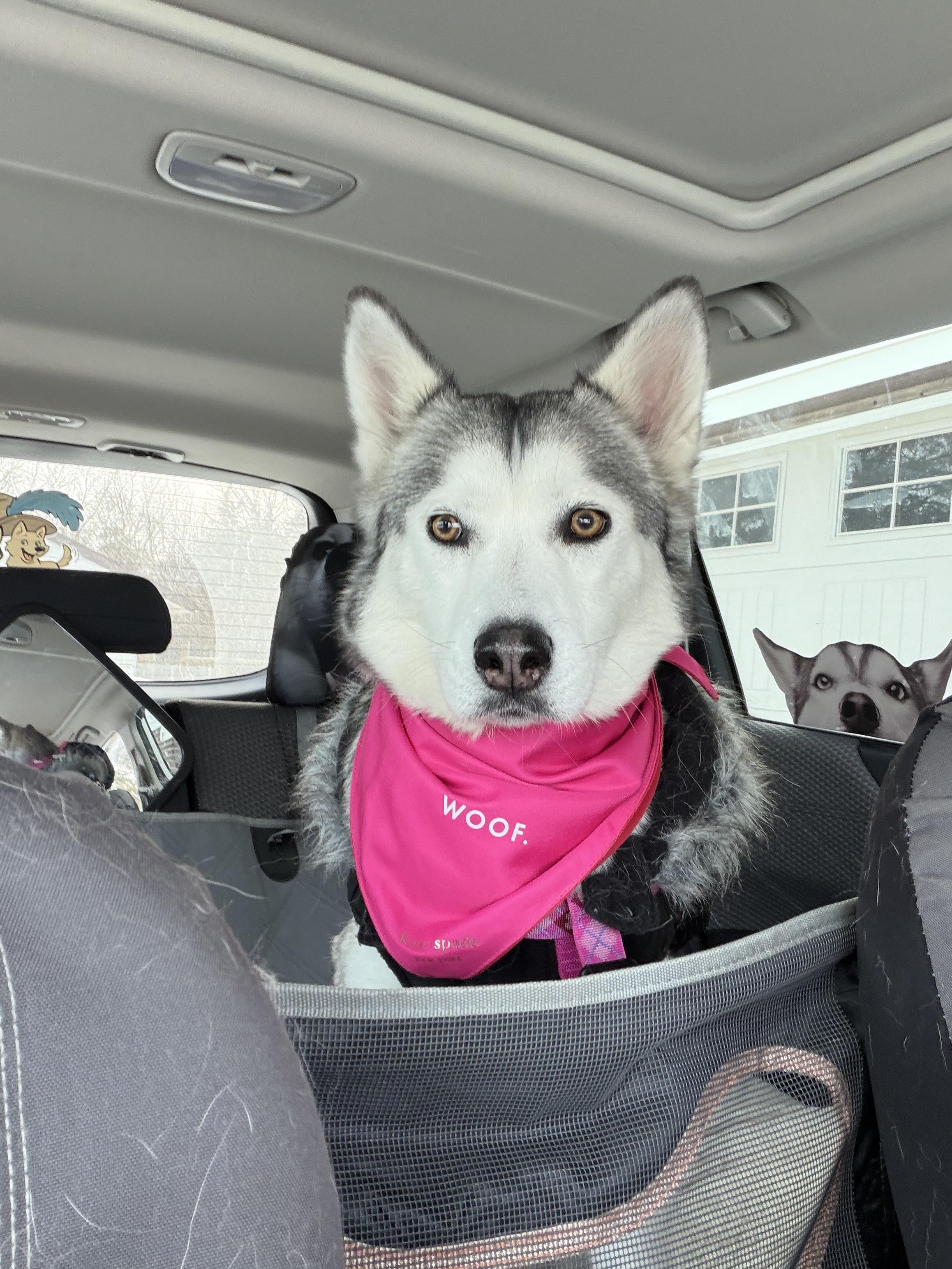 Enlarge Ashoka , an adopted Siberian Husky in Spring City, PA image 1/5