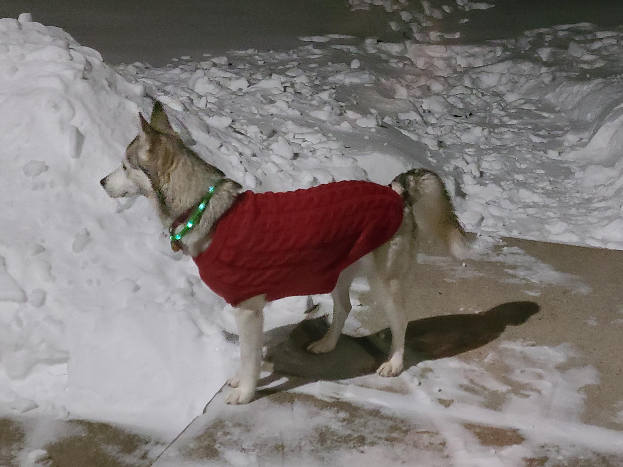 Enlarge Ashoka , an adopted Siberian Husky in Spring City, PA image 5/5