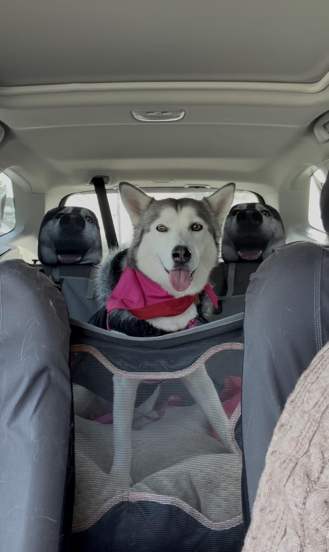Enlarge Ashoka , an adopted Siberian Husky in Spring City, PA image 2/5