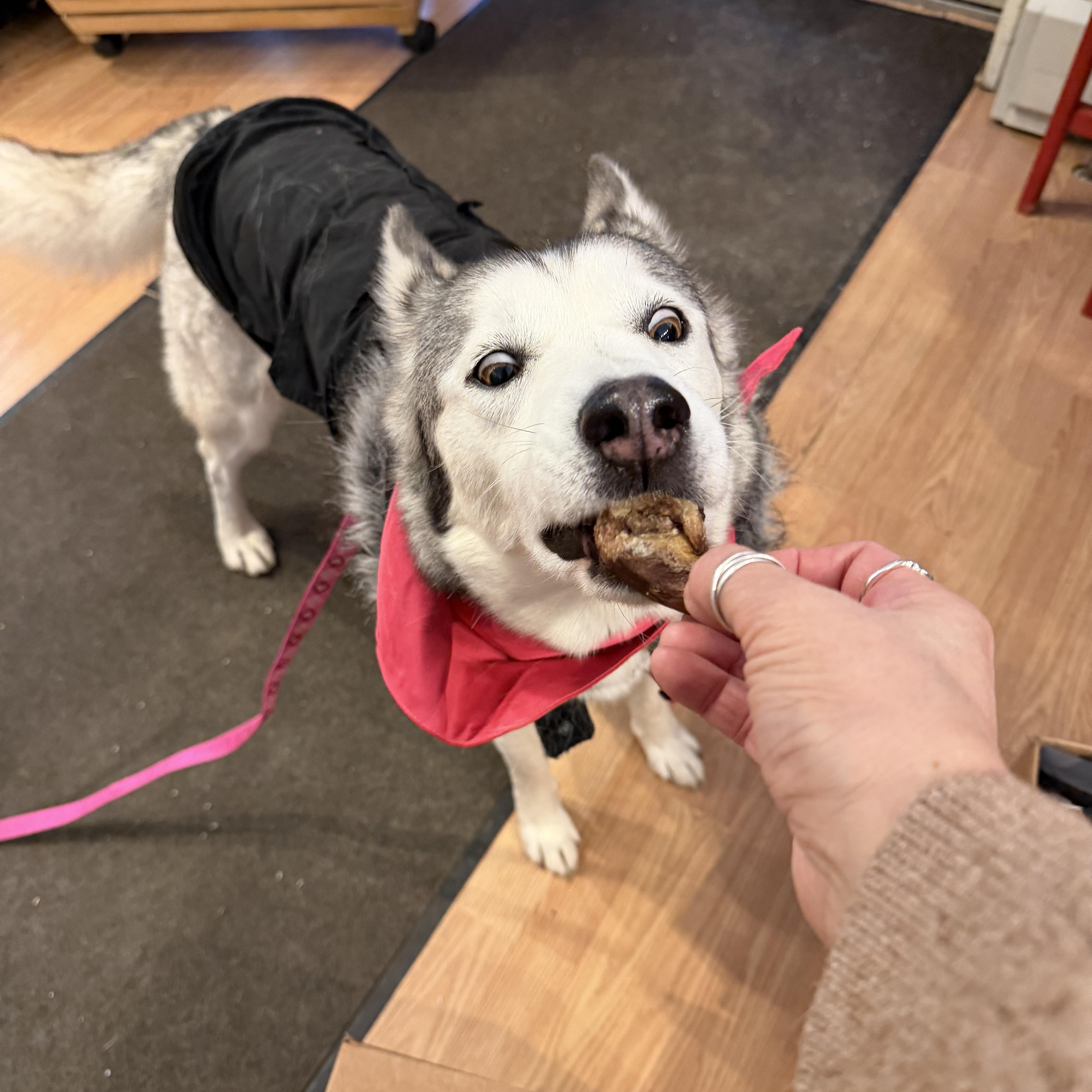 Enlarge Ashoka , an adopted Siberian Husky in Spring City, PA image 3/5