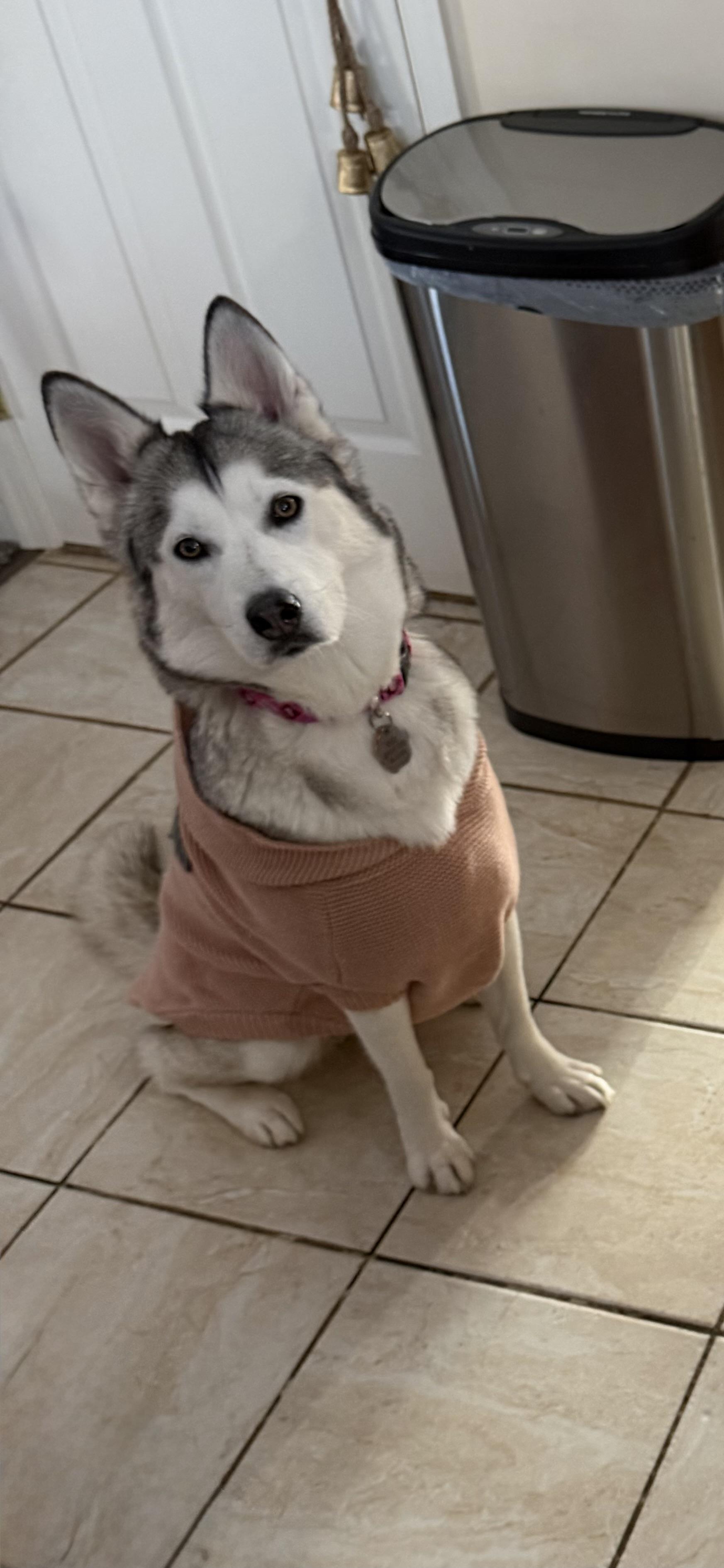 Enlarge Ashoka , an adopted Siberian Husky in Spring City, PA image 4/5