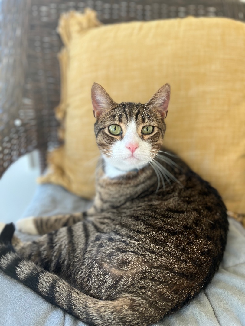 Enlarge Leo, a Adoptable Domestic Short Hair in Trinity, NC image 1/1