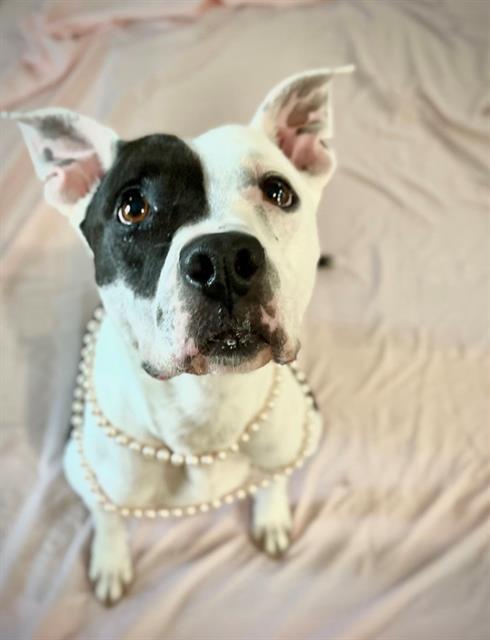 LUNA BELLE, Adoptable, Adult Female Pit Bull Terrier & Mixed Breed.