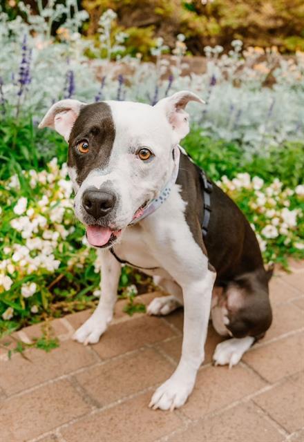 Enlarge LUNA BELLE, a Adoptable mixed breed in Charlotte, NC image 1/1