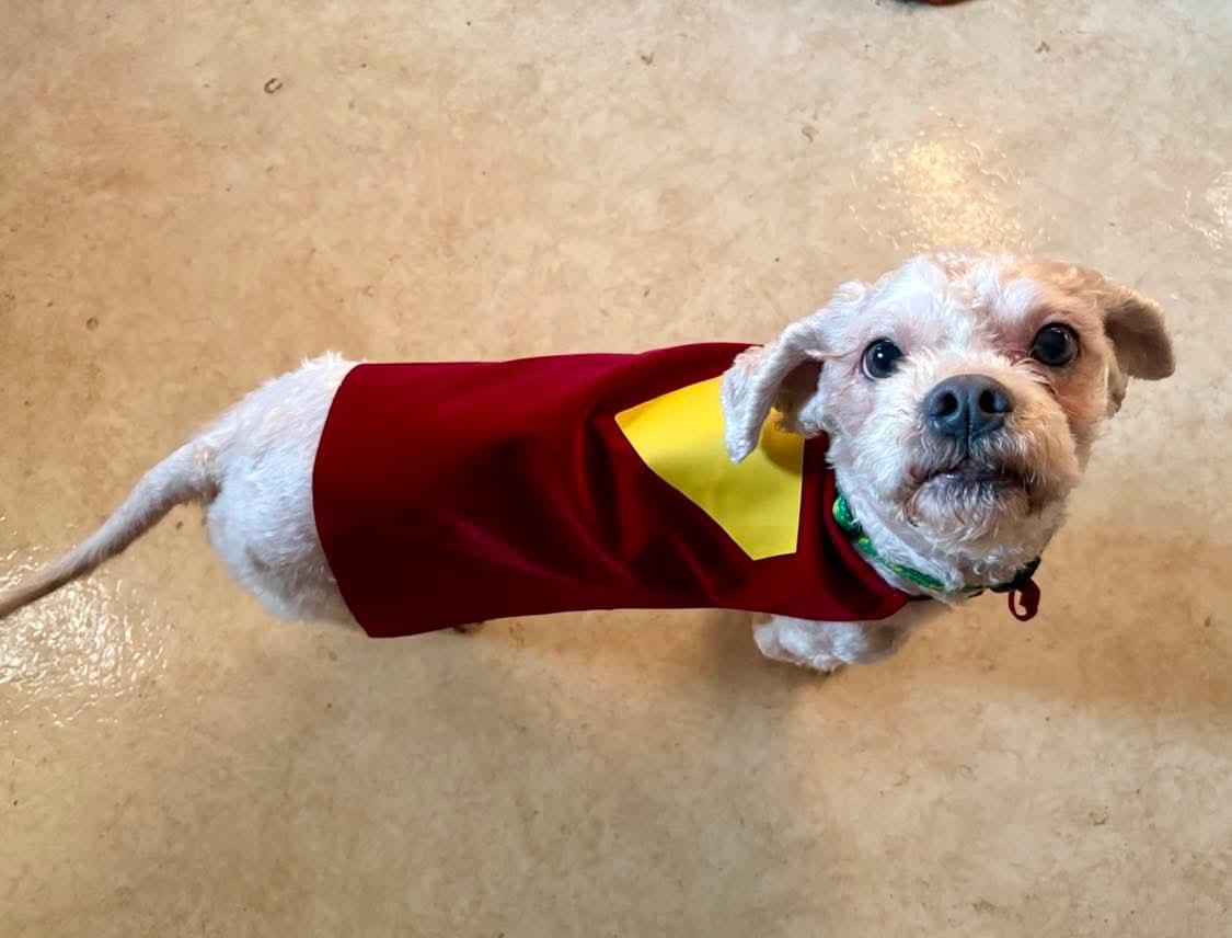 Enlarge Sam, an adopted Shih poo in Fort Madison, IA image 1/4