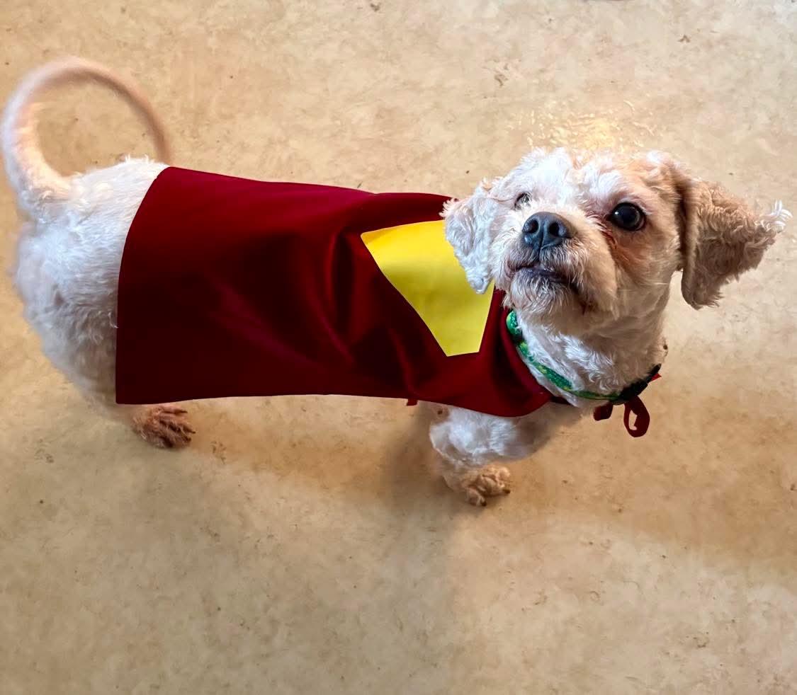 Enlarge Sam, an adopted Shih poo in Fort Madison, IA image 2/4