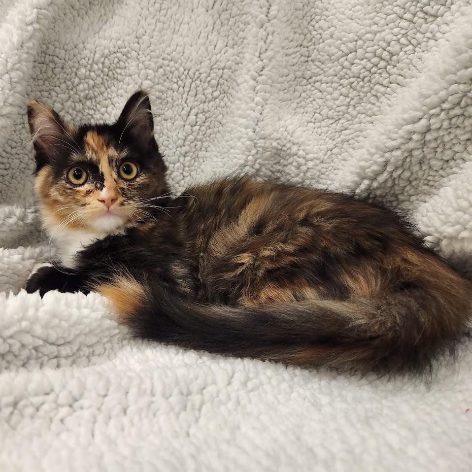 Tinkerbelle, an adopted mixed breed in Sacramento, CA image 4/4