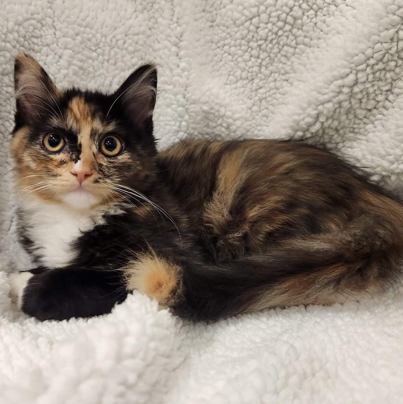Tinkerbelle, an adopted mixed breed in Sacramento, CA image 2/4