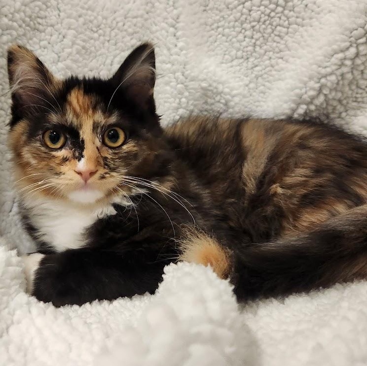 Tinkerbelle, an adopted mixed breed in Sacramento, CA image 3/4