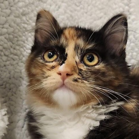 Tinkerbelle, adopted, Kitten Female Torbie & Domestic Long Hair.