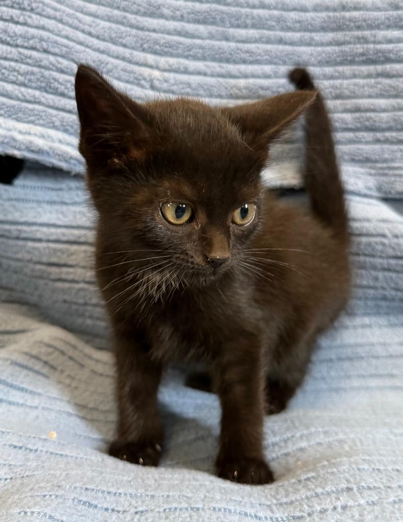 Midnight, Adoptable, Kitten Female Domestic Short Hair.