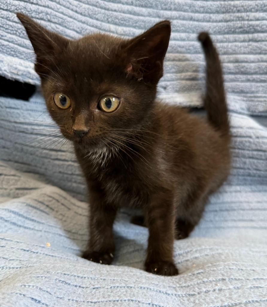 Enlarge Midnight, a Adoptable mixed breed in Lagrange, IN image 2/5