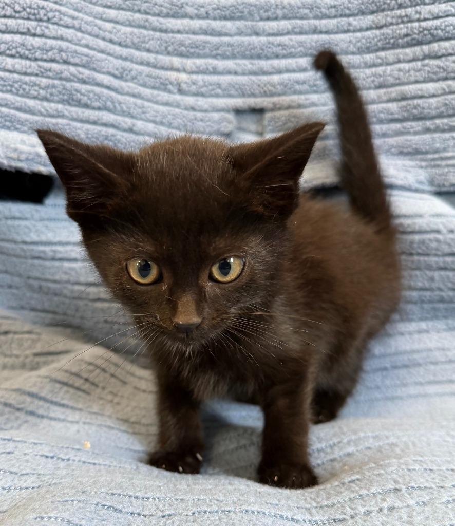 Enlarge Midnight, a Adoptable mixed breed in Lagrange, IN image 3/5
