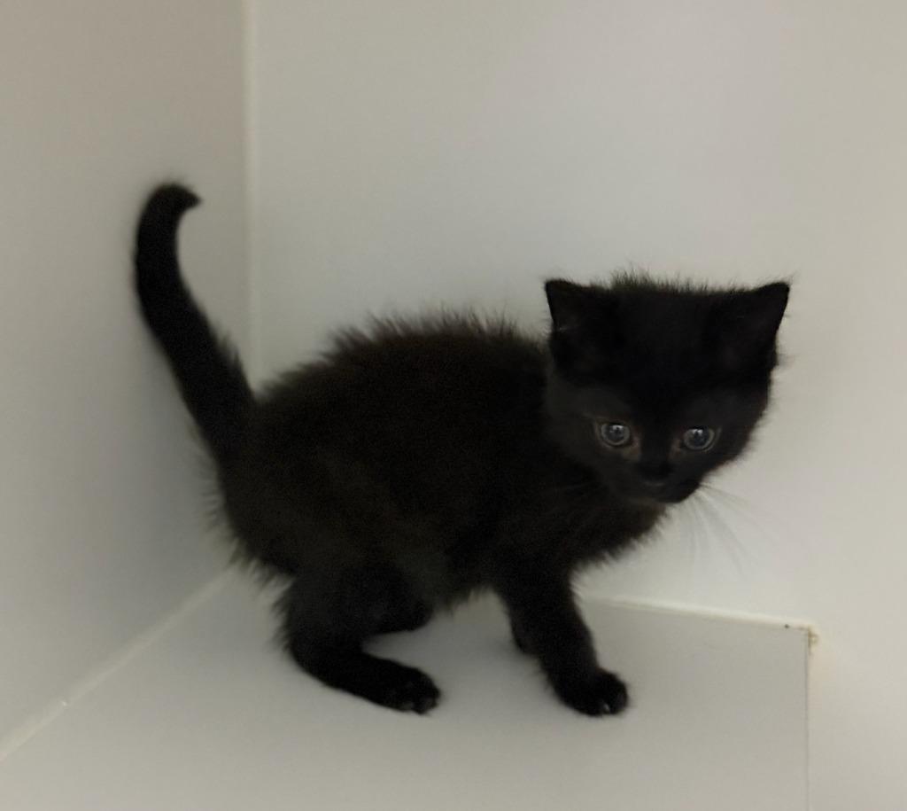 Enlarge Midnight, a Adoptable mixed breed in Lagrange, IN image 4/5