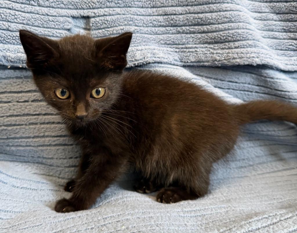 Enlarge Midnight, a Adoptable mixed breed in Lagrange, IN image 5/5
