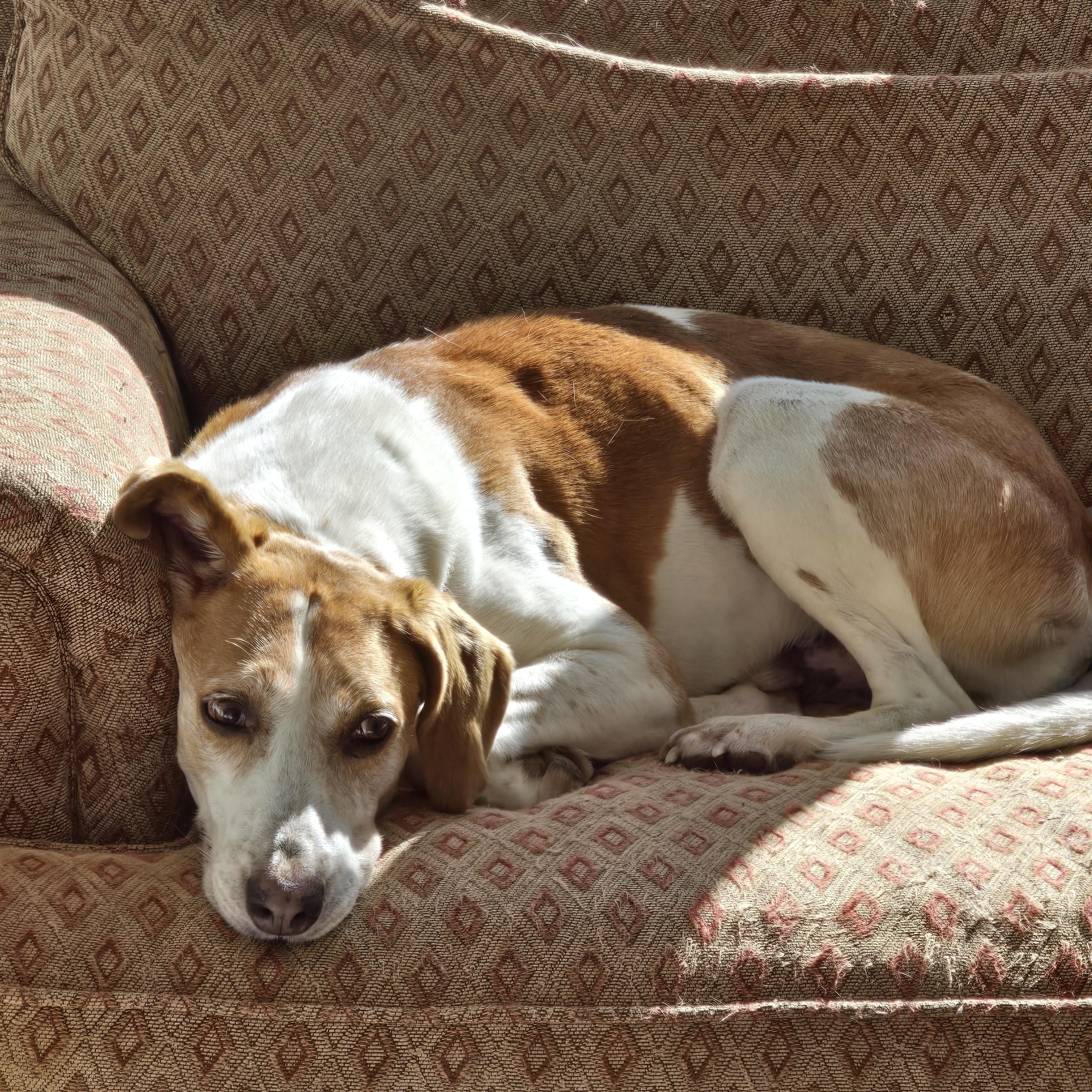 Enlarge Doc , a ADOPTABLE mixed breed in Dandridge, TN image 2/2