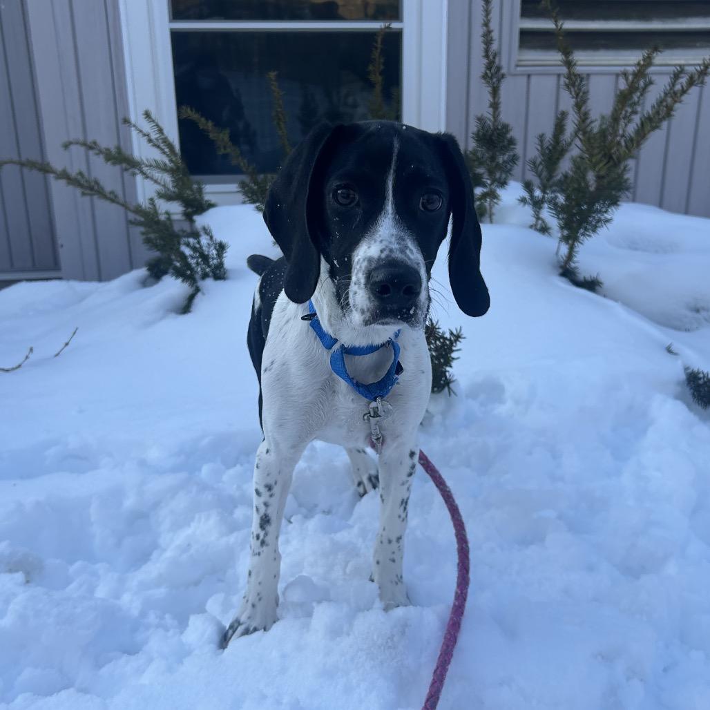 Rumi — thumbnail 2