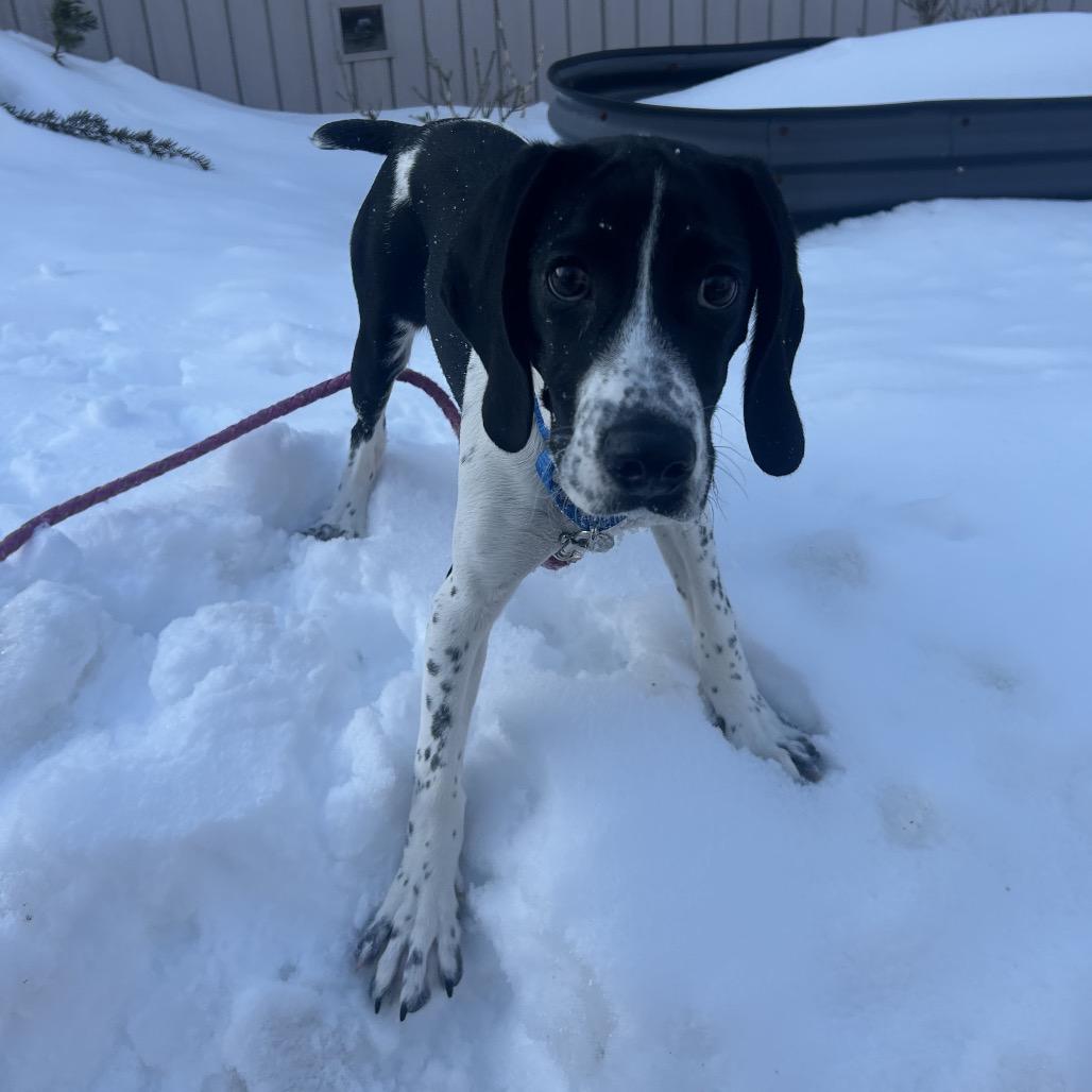 Rumi — thumbnail 3