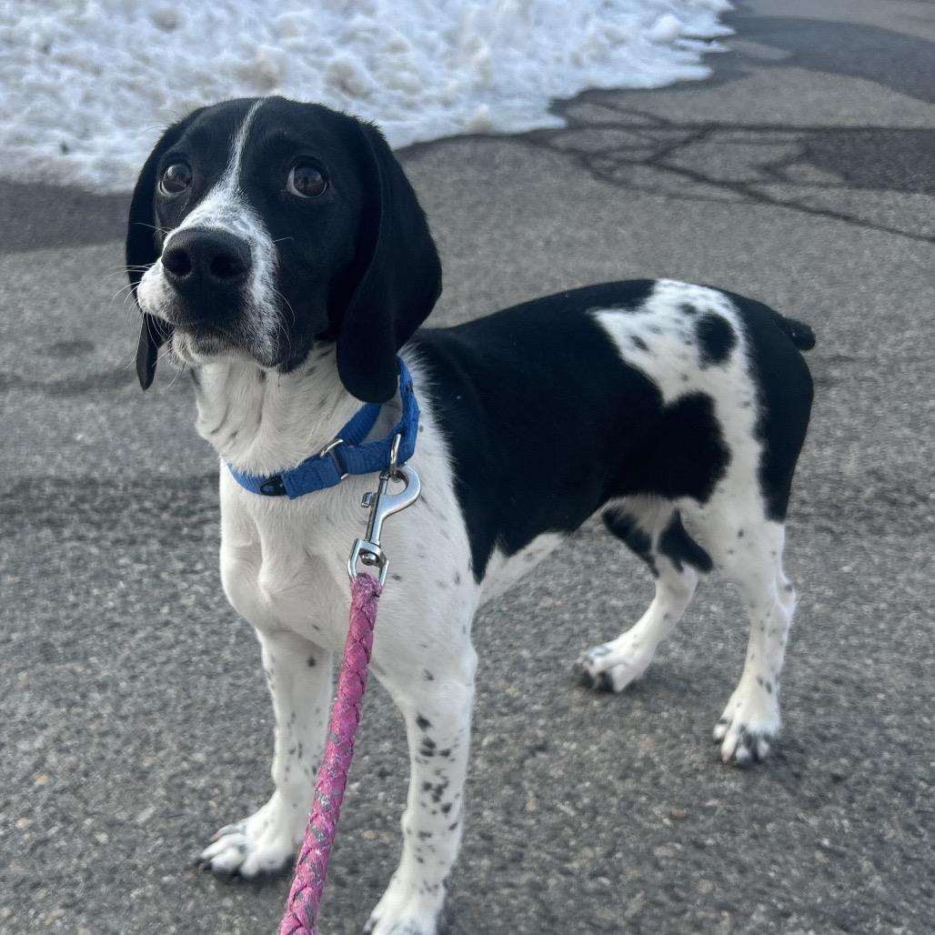 Rumi — thumbnail 4