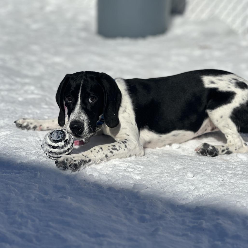 Rumi — thumbnail 5