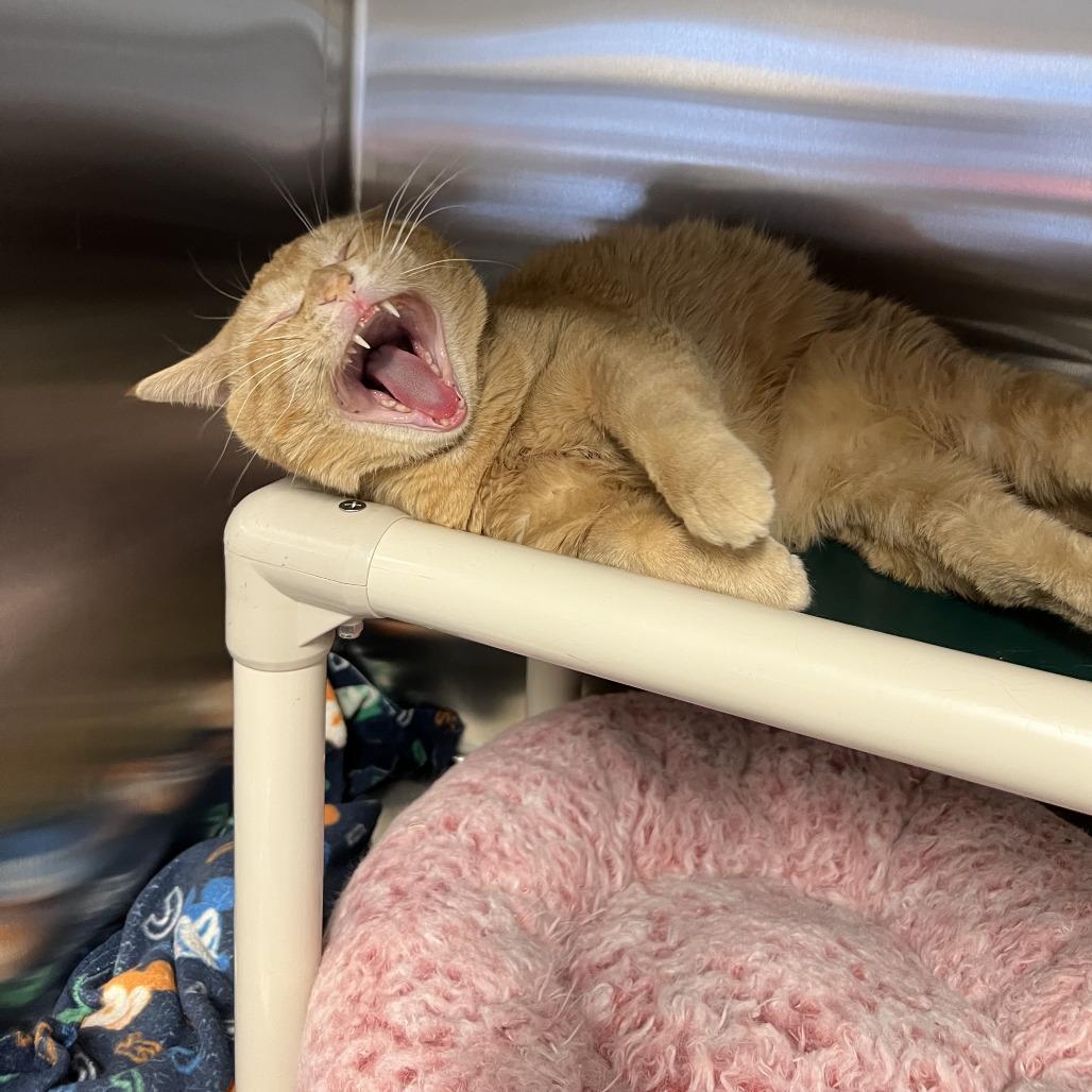 Turtle, Adoptable, Young Male Domestic Short Hair.