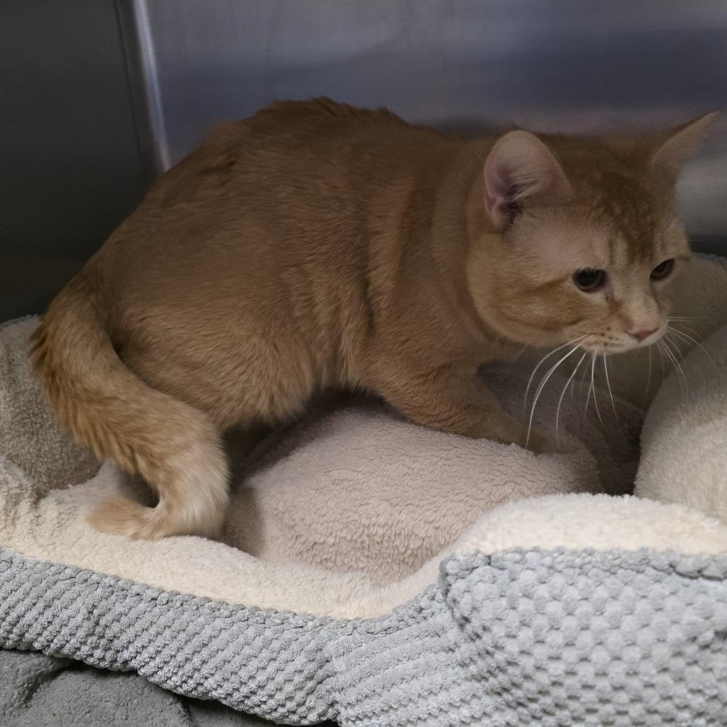 Turtle, a Adoptable Domestic Short Hair in Saint Cloud, MN image 2/6