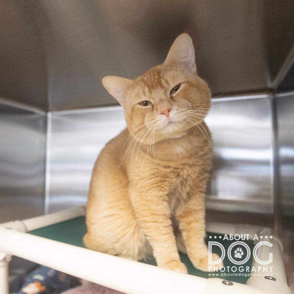 Turtle, a Adoptable Domestic Short Hair in Saint Cloud, MN image 3/6