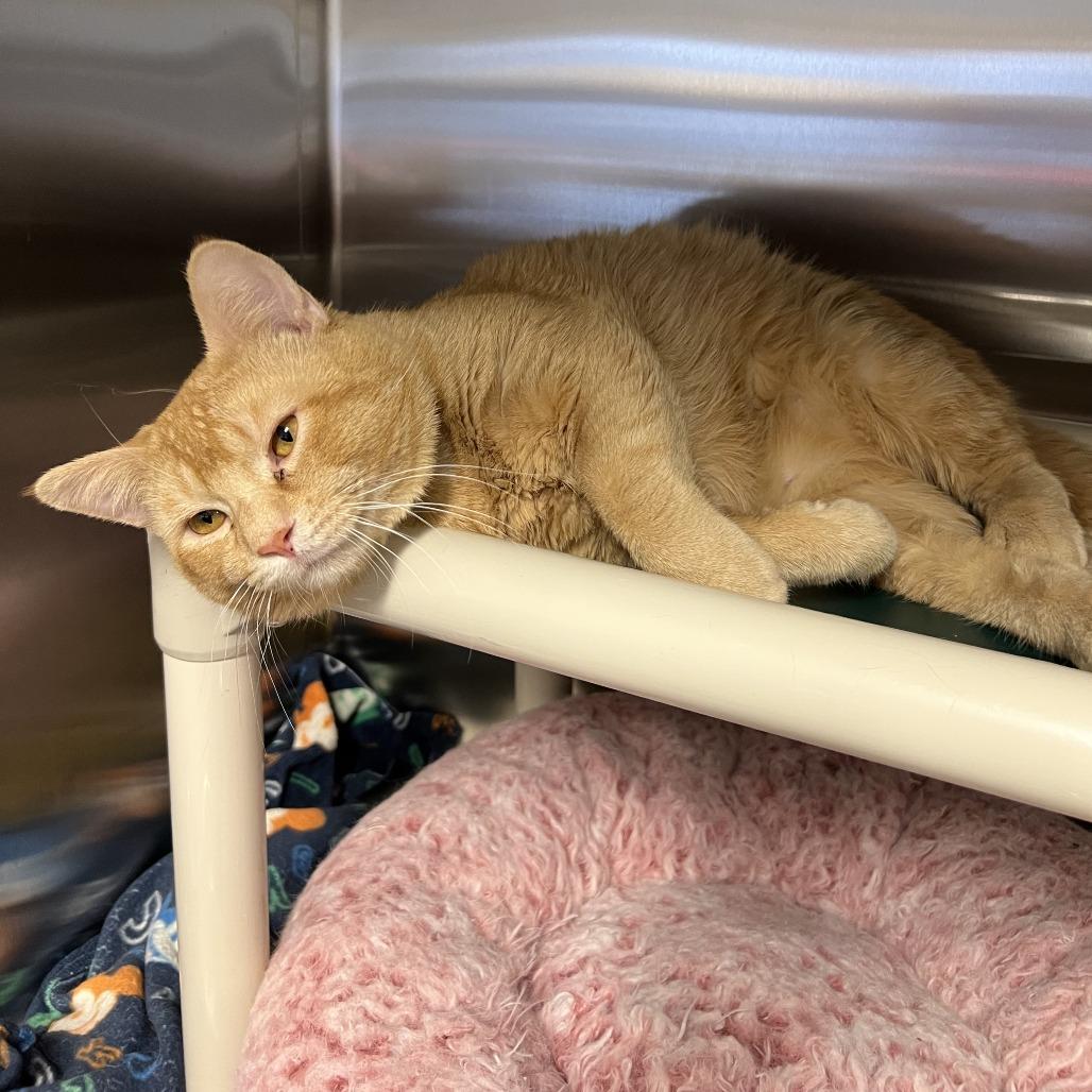 Turtle, a Adoptable Domestic Short Hair in Saint Cloud, MN image 4/6