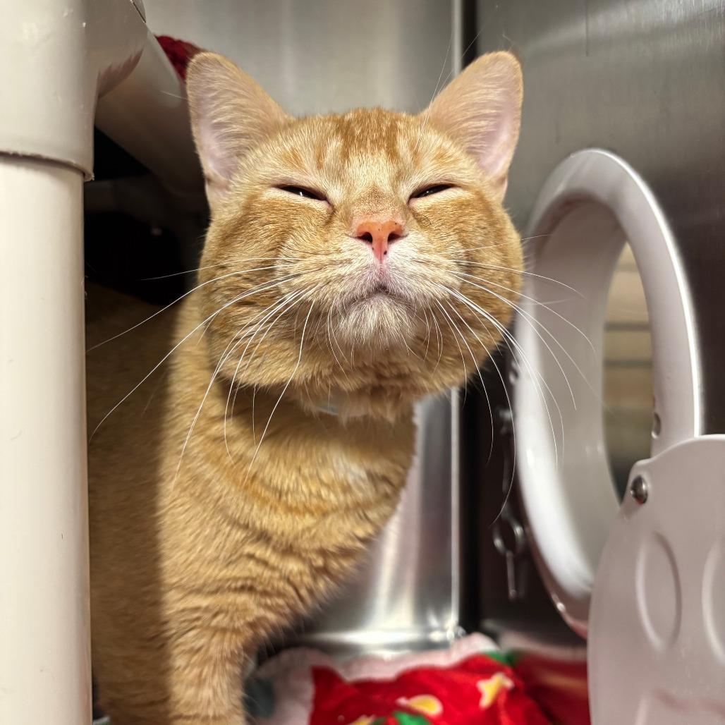 Turtle, a Adoptable Domestic Short Hair in Saint Cloud, MN image 5/6