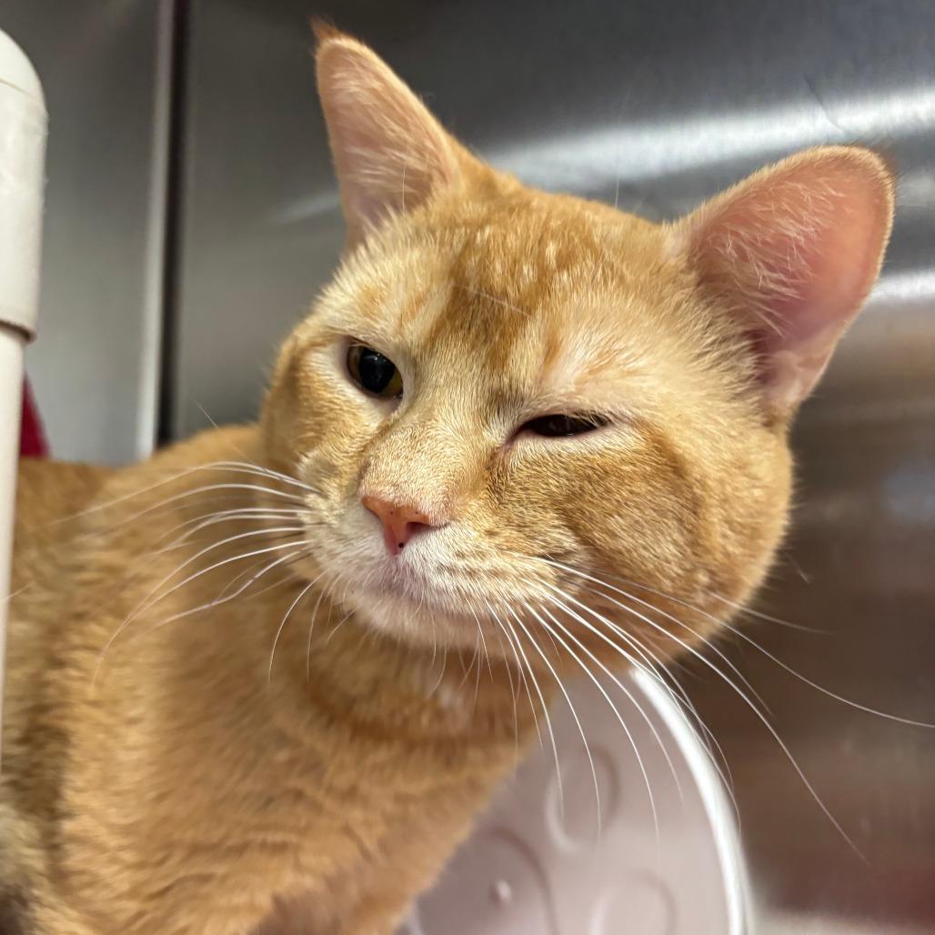 Turtle, a Adoptable Domestic Short Hair in Saint Cloud, MN image 6/6