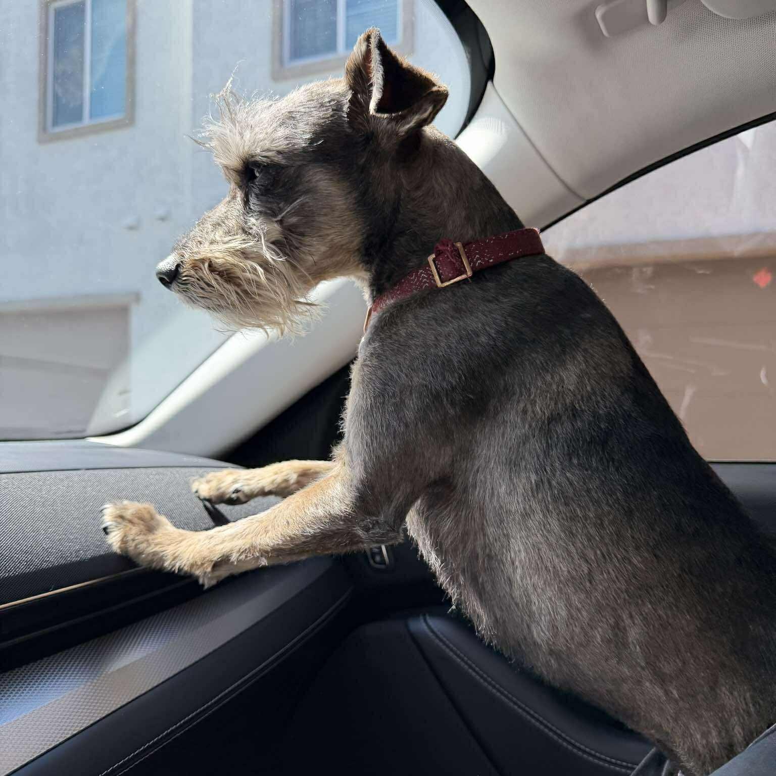 Enlarge Prinston, a ADOPTABLE Miniature Schnauzer in Homer Glen, IL image 4/6