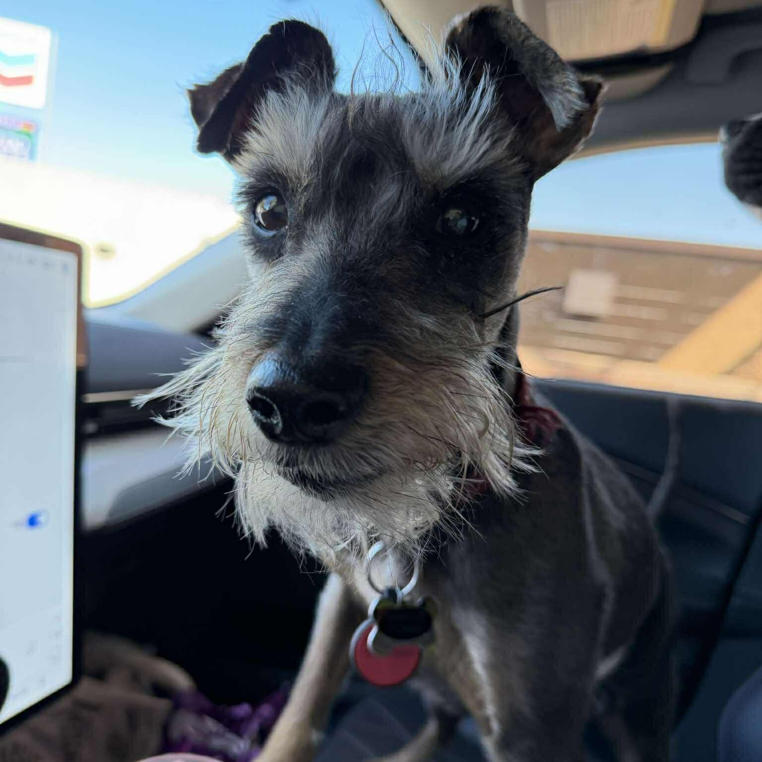 Enlarge Prinston, a ADOPTABLE Miniature Schnauzer in Homer Glen, IL image 3/6