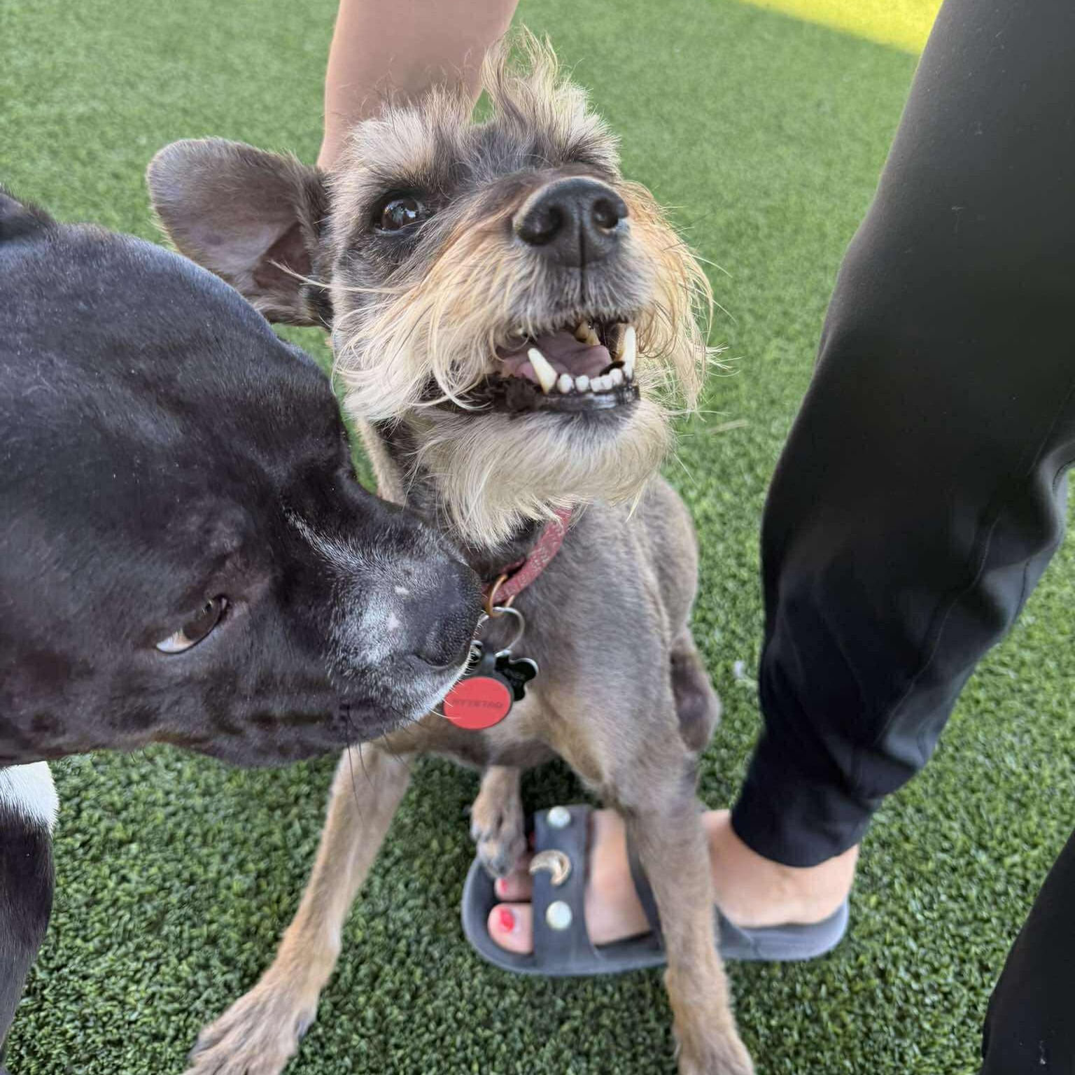 Enlarge Prinston, a ADOPTABLE Miniature Schnauzer in Homer Glen, IL image 5/6