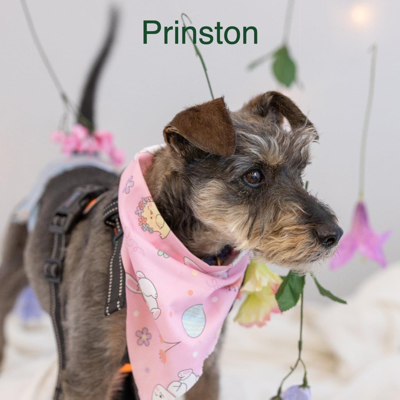 Enlarge Princeton, a ADOPTABLE Miniature Schnauzer in Homer Glen, IL image 2/6